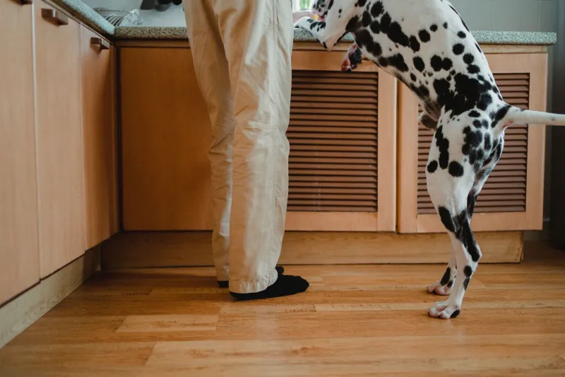 Room by Room: The Hidden Household Dangers That Could Poison Your Pet Tonight