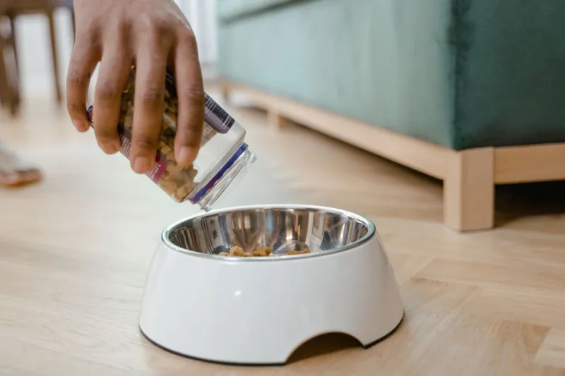 Is Your Tap Water Quietly Harming Your Pet? What Every Dog and Cat Owner Needs to Know