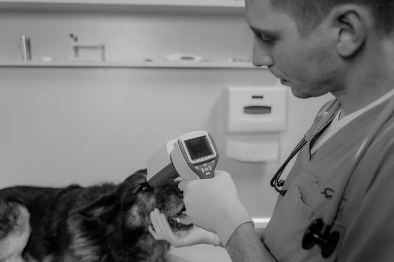Microchipping Your Pet Is Not a Magic Bullet — Here's What Actually Saves Lost Animals